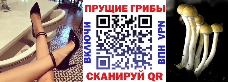 Галлюциногенные грибы Cubensis Опочка